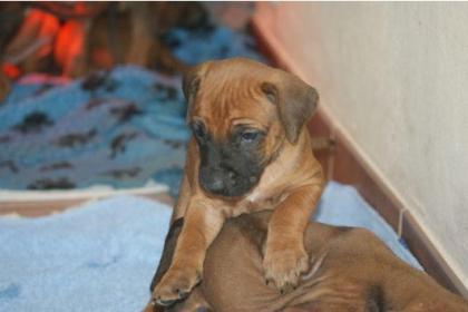 Prächtige Rhodesian Ridgeback Welpen mit Papieren!