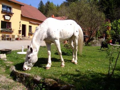 Pfingst- und Sommerferien auf dem Reiterhof