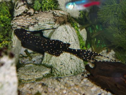 Fische + Welse *wunderschöne Tiere*