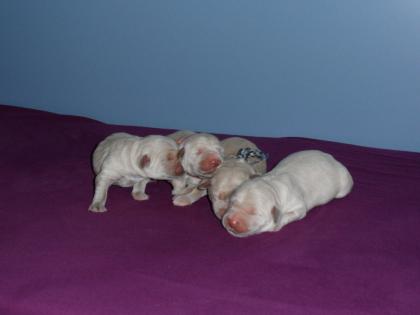 Golden Retriever Welpen abzugeben