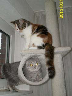 Schöne Britisch Kurzhaar Katzen