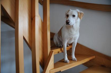 Luna sucht dringend neues Zuhause