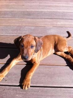 Rhodesian Ridgeback