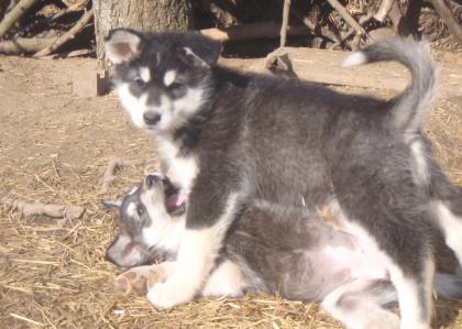 Alaskan Malamute Welpen