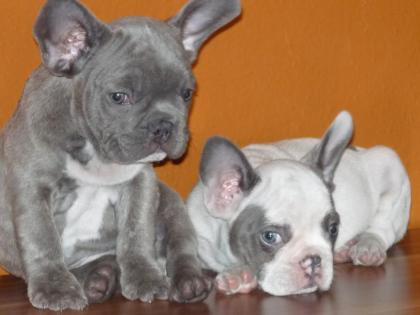 Französische Bulldogge blau und blau-weiss,reinrassig ohne Papiere