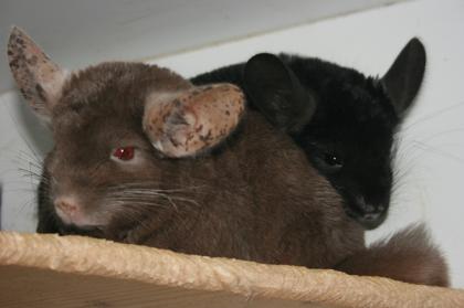 Chinchillas in schwarz und braun preisgünstig abzugeben