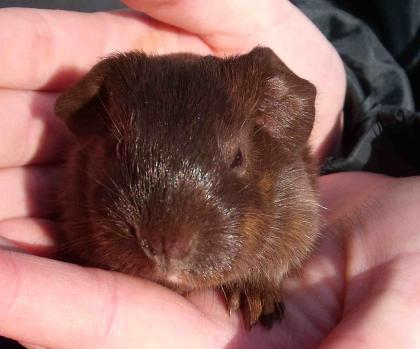 Junge Meerschweinböckchen, schokofarben und dreifarbig 