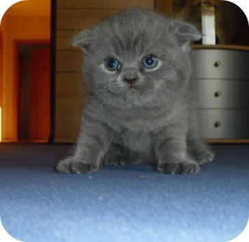 Scottish Fold Kitten zu verkaufen