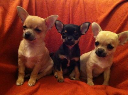 Chihuahua Welpen suchen Frauchen & Herrchen