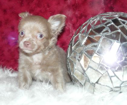 Mini Chihuahua Welpen suchen ein liebevolles neues zu Hause