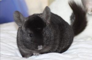 Junge Chinchillas aus Hobbyzucht