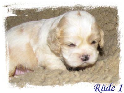 Ami.Cocker - Shih Tzu Babys