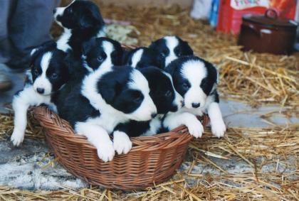 Süße Border-Collie-Welpen suchen neues Zuhause!