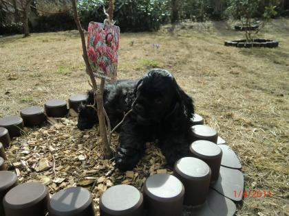 American Cocker Spaniel ---Welpen----