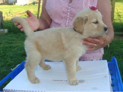 Golden Retriever Welpen zu verkaufen