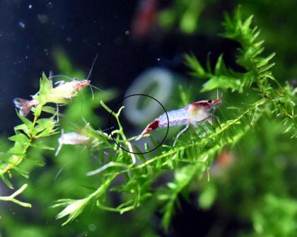 Red Rili Garnele, Zwerggarnele, AKTION (Versand/ Abholung)