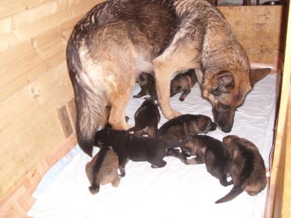 Schäferhundwelpen m. Papieren aus robusten Leistungslinien