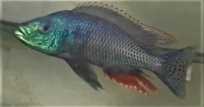 Tanganjika- und Malawi Buntbarsche abzugeben