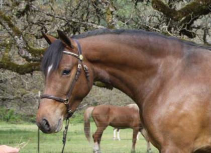 Welsh pony-Stute Sehr typvolle 7jährige