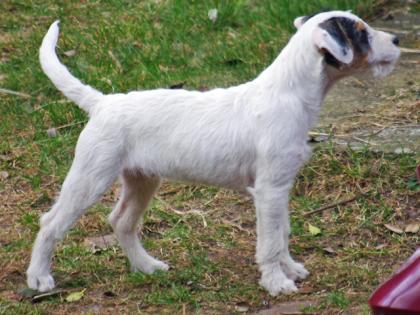 Parson Russell Terrier Welpe