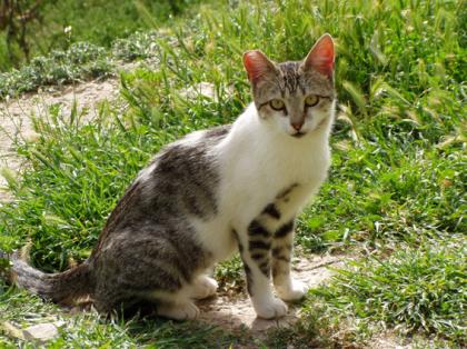 Ilsebill  - Wunderhübsches Katzenmädchen sucht neues Zuhause