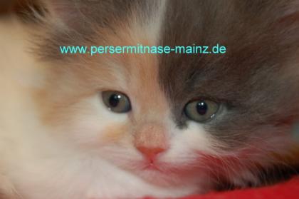 Perserkatzen mit Nase in versch. Farben aus PKD-Gen-neg. Zucht hin und wieder ab