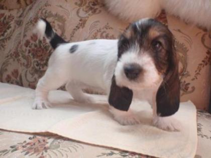 Petit basset griffon vendeen Welpen