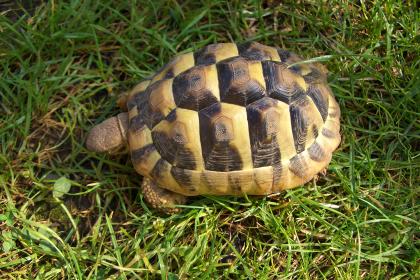 Griechische Landschildkröten