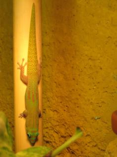 Pärchen Phelsuma Laticauda Lat. (Goldstaubtaggecko)