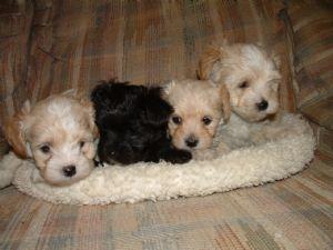 Maltipoo welpen aus Deutschlands erster Zucht