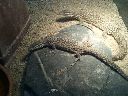 Varanus acanthurus (Stachelschwanzwaran)