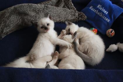 4 Siamkitten, Thai alter Typ, wollen ab Juni ausziehen