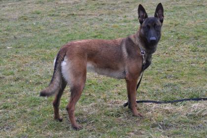 Wunderschöne 1 jähr. Malinois Hündin 