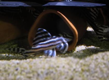 F1 gute Qualität L46 Zebra pleco