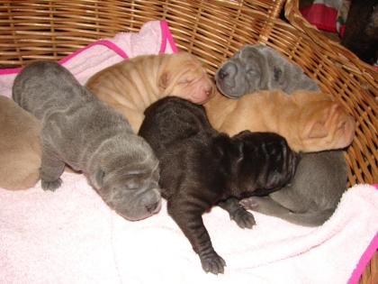 Shar-pei : schöne Welpen