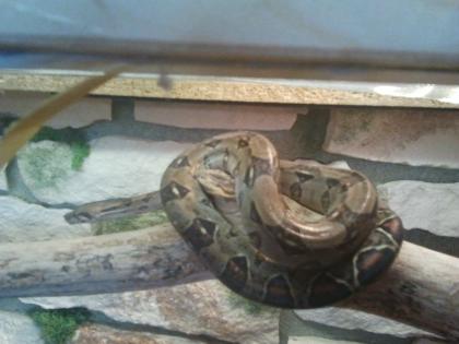  4 Boa constrictor imperator 