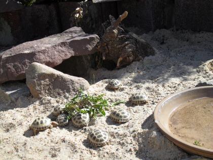 Griechische Landschildkröten