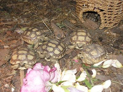 Spornschildkröten  Geochelone sulcata 