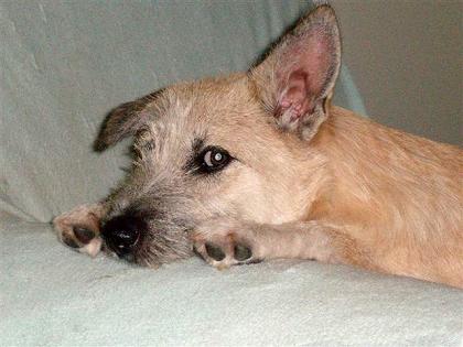 Lolita - aus dem kleinen Hundemädchen ist inzwischen eine wunderhübsche Hundedam
