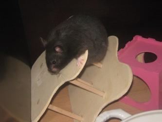 Schwarze Hamsterprinzessin sucht ein neues Zuhause