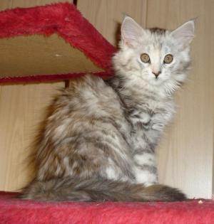 Wundervolle Maine Coon Kitten suchen neue Dosis!!!