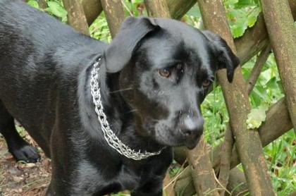 VERMISST - Wir suchen verzweifelt unsere schwarze Labrador-Mix-Hündin 