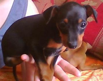 Zwergpinscher Welpen suchen neues Zuhause  