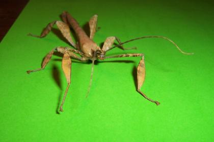 Extatosoma tiaratum Männchen adult