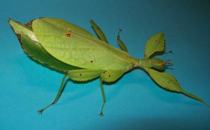 Phyllium siccifolium 3 Tiere/10 Euro