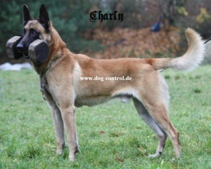 ZIVIL - SCHUTZHUND ZU VERKAUFEN