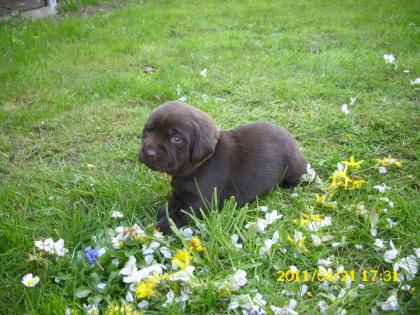 Labradorwelpe in Braun