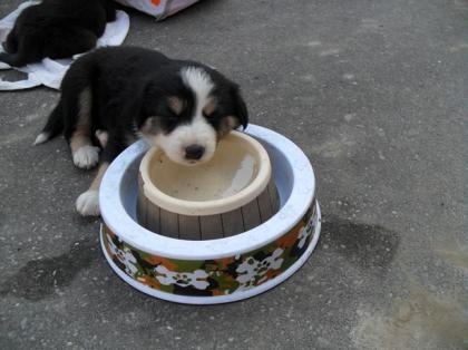 Junge Bordercollie-Welpen