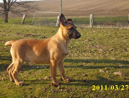 Belgische Schäferhund Welpen