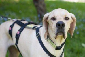 PALOA - weiblich  2 Jahre  60 cm  25 kg  Englisch Pointer  Gechipt  Kastriert  K